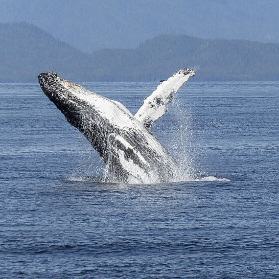 Humpback whale surfacing during guided ocean boat tours, captured in its natural coastal habitat. Whale watching quadra island and campbell river scenery