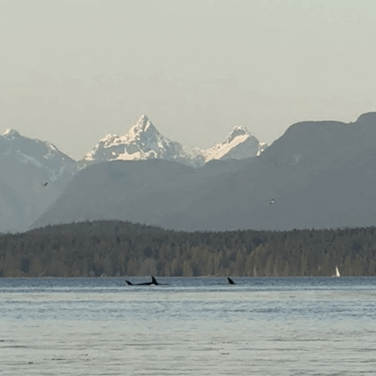 Orcas surfacing in the ocean near Quadra Island & Campbell River with snow-covered mountains in the background, seen during a whale watching guided ocean tour.