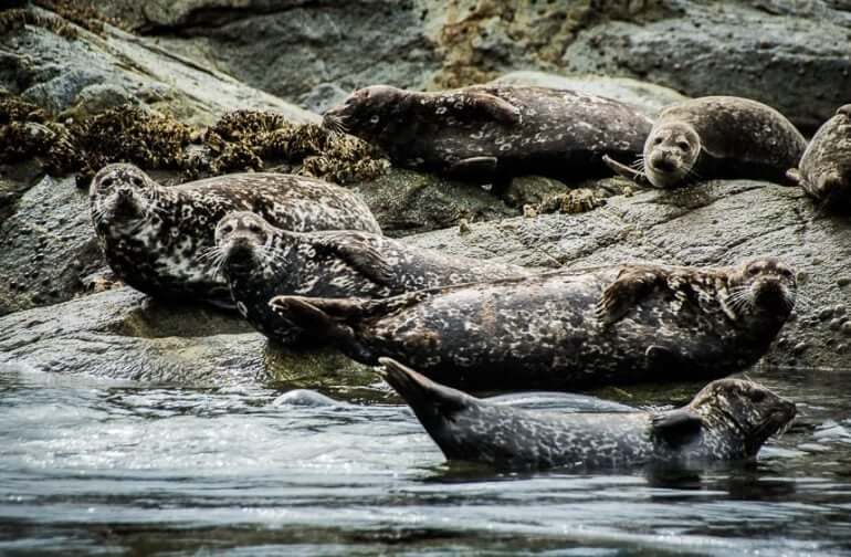 Seals resting on coastal rocks near Quadra Island and Campbell River, spotted during guided ocean tours.