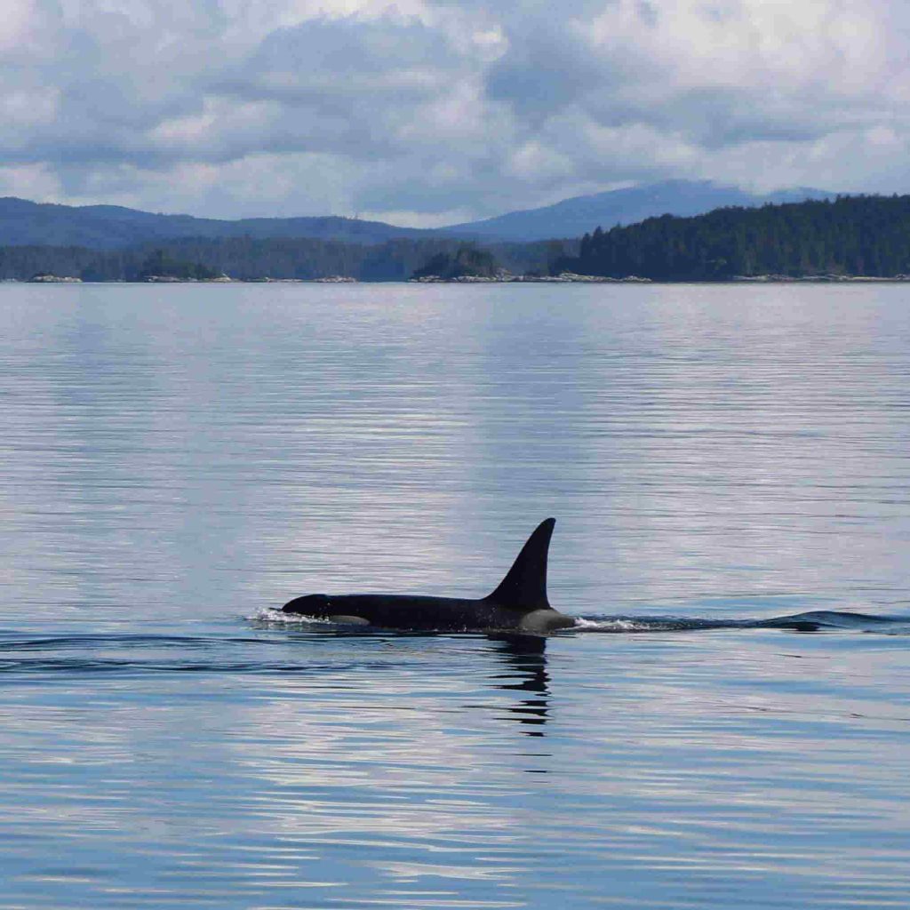An orca whale seen during a whale watching tour near Quadra Island, with our boat from Campbell River.