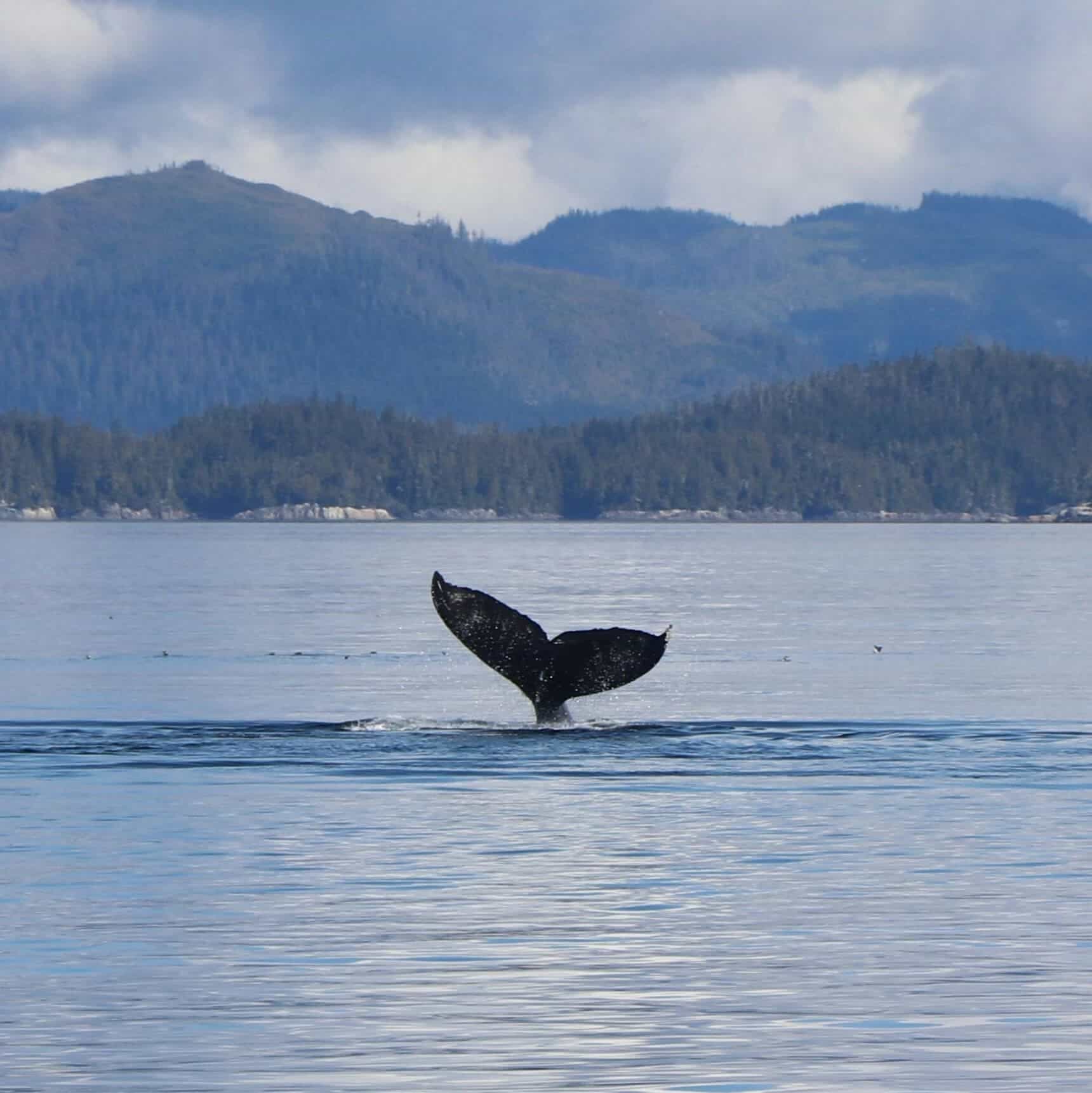 The tail of a humpback whale sticking out of the water during a whale watching tour near Quadra Island and Campbell River.