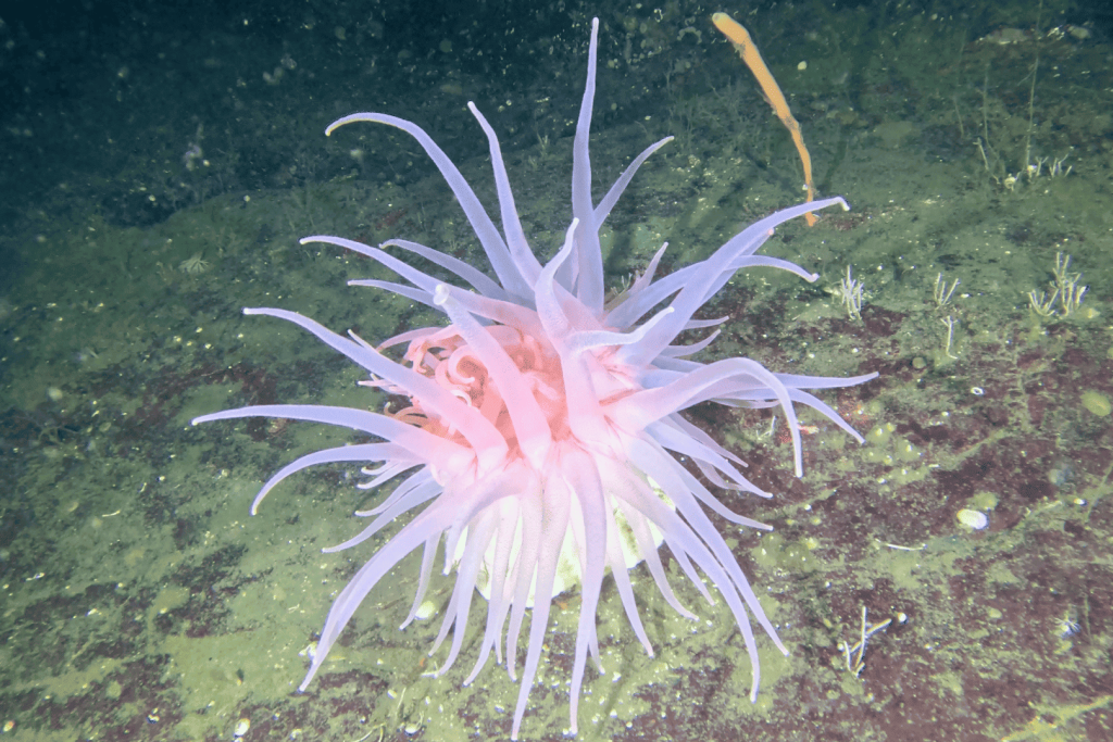 Ocean anemone spotted on campbell river scuba diving tour