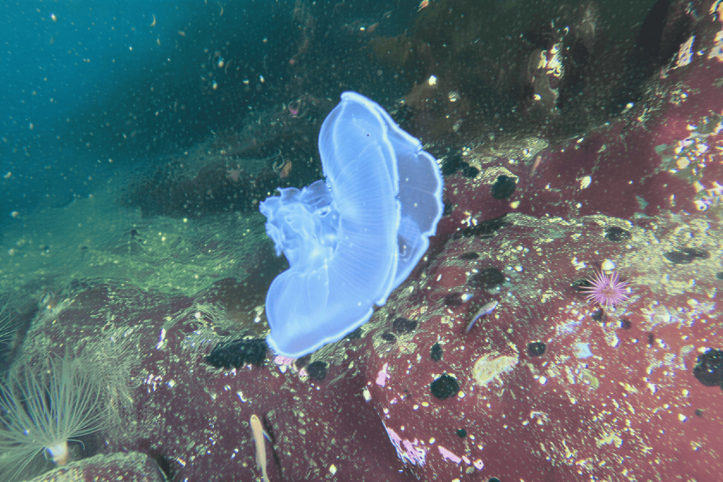 Jellyfish on ocean bottom seen by scuba diver from campbell river