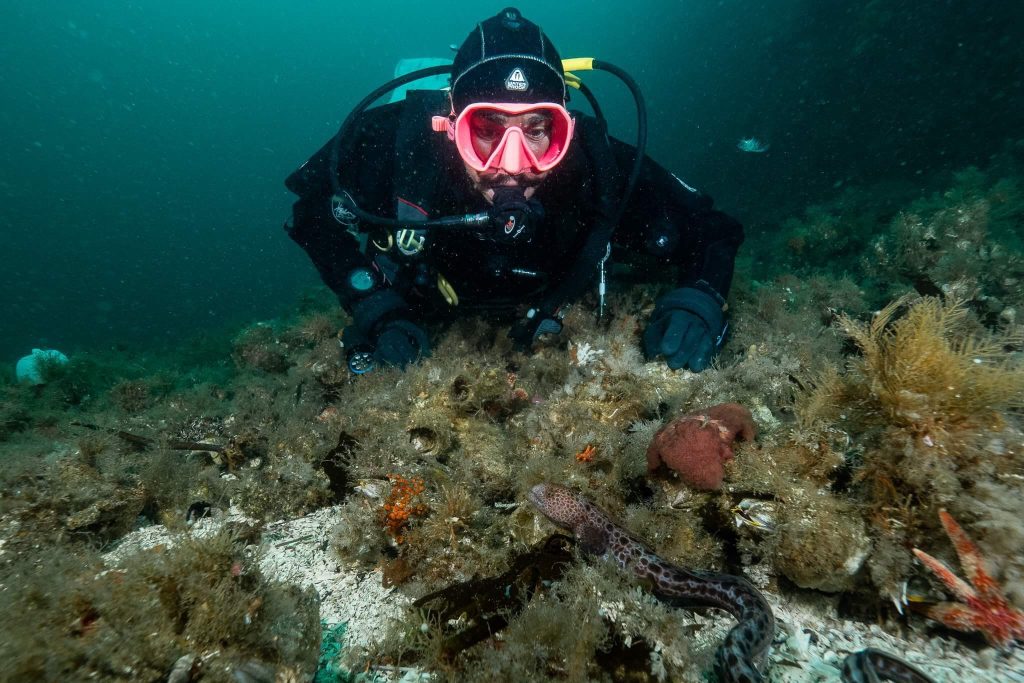 diver underwater in campbell river on the ocean bottom with animals and plants around