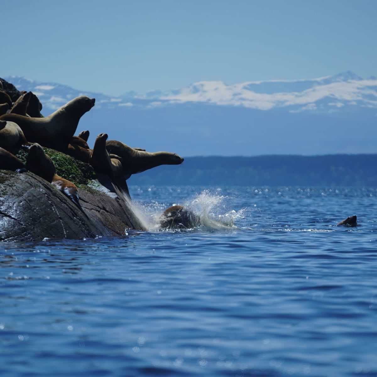 Seals jumping off rocks on private boat tour past Campbell River coastline