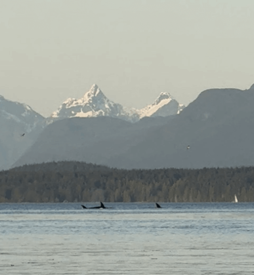 Orcas surfacing in the ocean near Quadra Island & Campbell River with snow-covered mountains in the background, seen during a whale watching guided ocean tour.