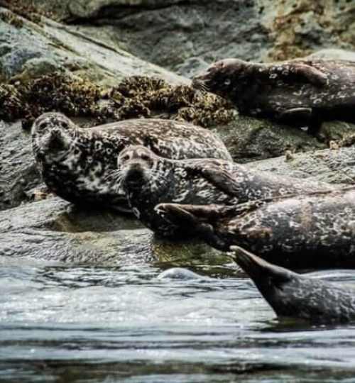 Seals lounging on coastal rocks, spotted during a guided ocean tour, with the scenic waters and coastline in the background.