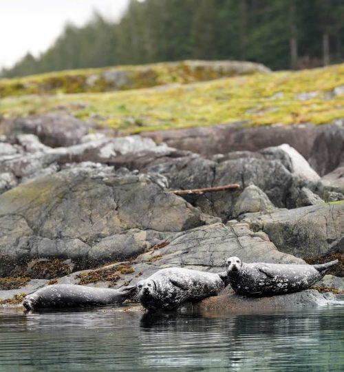 Seals lounging on coastal rocks, spotted during a guided ocean tour, with the scenic waters and coastline in the background.